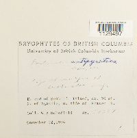 Fontinalis antipyretica image