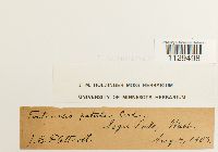 Fontinalis antipyretica image