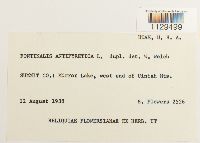 Fontinalis antipyretica image