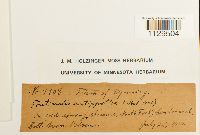 Fontinalis antipyretica image