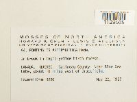 Fontinalis antipyretica image