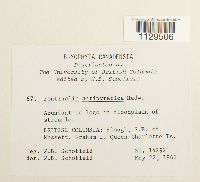 Fontinalis antipyretica image