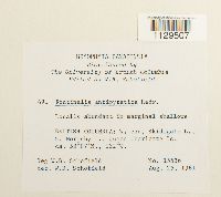 Fontinalis antipyretica image