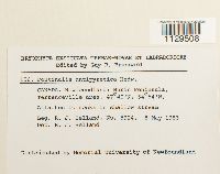 Fontinalis antipyretica image