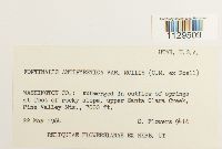 Fontinalis antipyretica var. antipyretica image