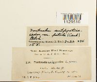 Fontinalis antipyretica var. antipyretica image