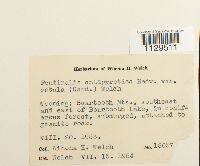 Fontinalis antipyretica var. antipyretica image