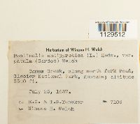 Fontinalis antipyretica var. antipyretica image