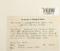 Fontinalis antipyretica var. antipyretica image