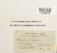 Fontinalis antipyretica image