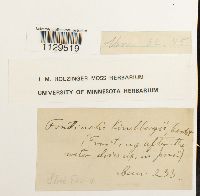 Fontinalis antipyretica image