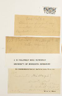 Fontinalis antipyretica image