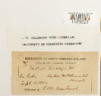 Fontinalis antipyretica image