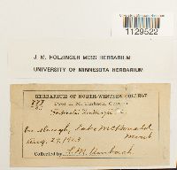 Fontinalis antipyretica image