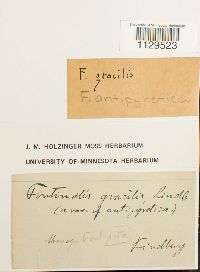 Fontinalis antipyretica image