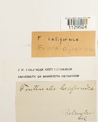 Fontinalis antipyretica image