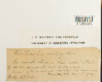 Fontinalis antipyretica image