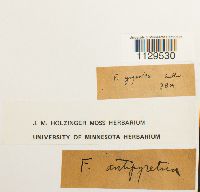 Fontinalis antipyretica image