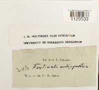 Fontinalis antipyretica image