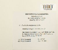 Fontinalis antipyretica image