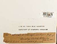 Fontinalis antipyretica image