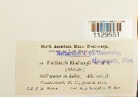 Fontinalis antipyretica image