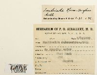 Fontinalis dalecarlica image