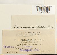 Fontinalis dalecarlica image