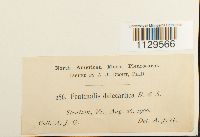 Fontinalis dalecarlica image