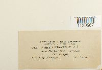 Fontinalis dalecarlica image