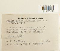 Fontinalis dalecarlica image