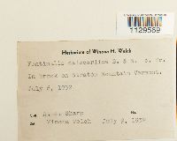 Fontinalis dalecarlica image