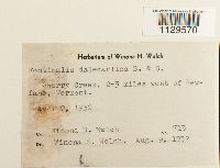 Fontinalis dalecarlica image