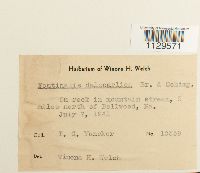 Fontinalis dalecarlica image