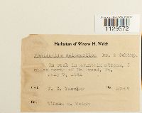 Fontinalis dalecarlica image