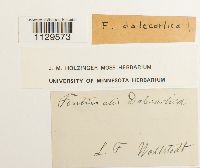 Fontinalis dalecarlica image