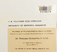 Fontinalis dalecarlica image