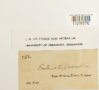 Fontinalis dalecarlica image