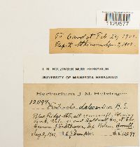 Fontinalis dalecarlica image