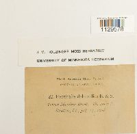 Fontinalis dalecarlica image