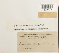 Fontinalis dalecarlica image