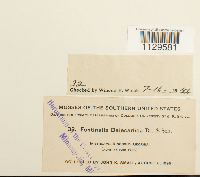 Fontinalis dalecarlica image