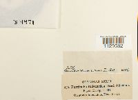 Fontinalis dalecarlica image