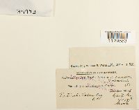 Fontinalis dalecarlica image