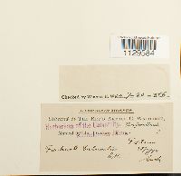 Fontinalis dalecarlica image