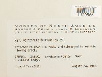 Fontinalis dalecarlica image