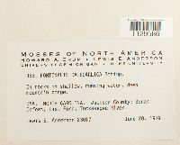 Fontinalis dalecarlica image