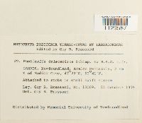 Fontinalis dalecarlica image