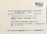 Fontinalis dalecarlica image