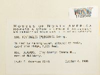 Fontinalis dalecarlica image